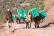 Donkeys transport boxes